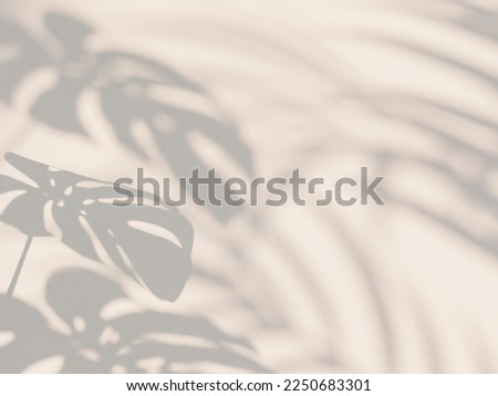 Similar – Image, Stock Photo Monstera Wallpaper