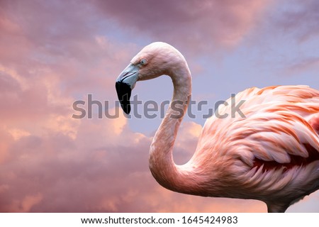 American Flamingo. The American flamingo (Phoenicopterus ruber) is a large species of flamingo also known as the Caribbean flamingo