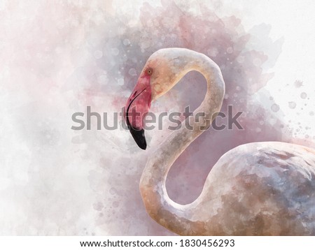 Portret of a Flamingo, watercolor painting. Red flamingo (Phoenicopterus ruber), zoological illustration, hand drawing.
