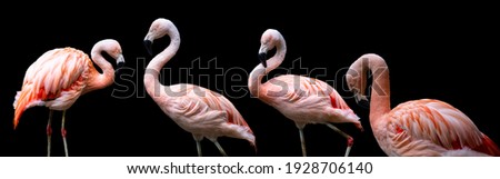 American flamingos (Phoenicopterus ruber), isolated on black background. Large species of flamingo also known as the Caribbean flamingo