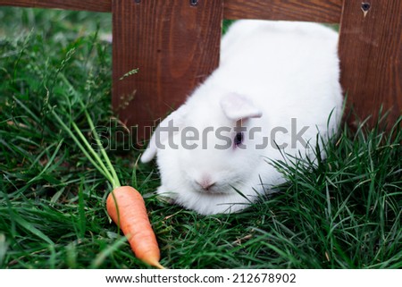 white rabbit with carrots sitting on the grass near the fence