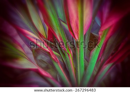 Organic texture Photograph of a colorful plant texture