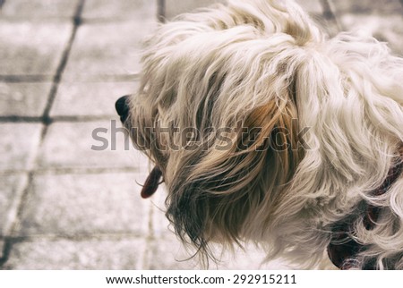 Photograph of a hairy dog on a concrete floor