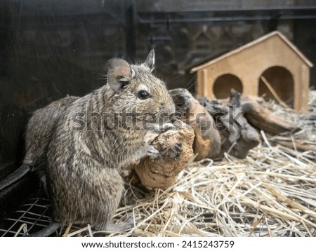 Similar – Foto Bild Degu sitting in wheel