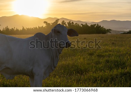 silhouette of nelore cattle at sunset at the end of the day. Nellore. cow at sunset Foto d'archivio © 