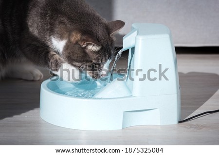 Cat drinks clean water from water dispenser. Cat water fountain. Pet thirst. Dehydration in a cat.
