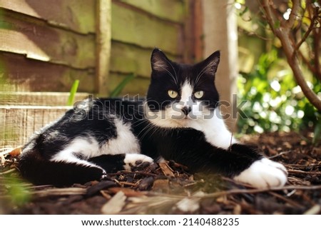 Black and white tuxedo cat lying down on bark in front of fence Stok fotoğraf © 