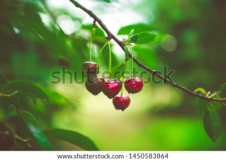 Ripe cherries hanging from a cherry tree branch. Water droplets on fruits, cherry orchard after the rain Stock foto © 