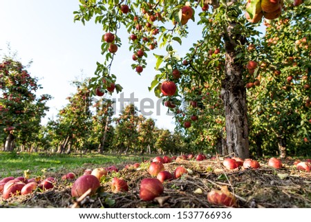 Apple harvest in an orchard on sunny day. Fallen apples on the ground on apple plantation. Apple trees growing in rows 商業照片 © 