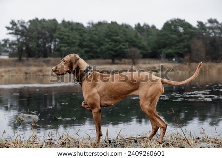 Similar – Image, Stock Photo Hungarian shorthaired dog