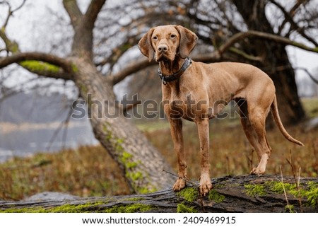 Similar – Image, Stock Photo Hungarian shorthaired dog