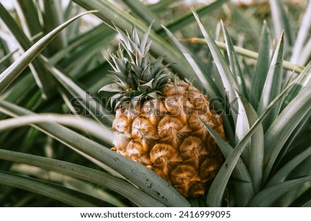 Similar – Image, Stock Photo Pineapples on a plantation with orange backlight, El Hierro, Canary Islands, Spain