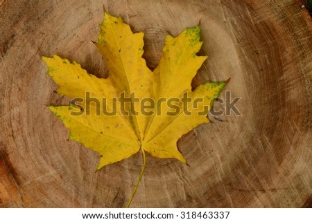 Yellow maple leaf on logs felled old linden