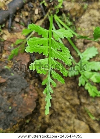 Similar – Image, Stock Photo picture of young fern leaves