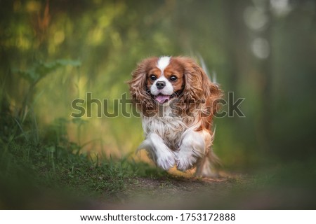 Cute cavalier king charles spaniel joyfully running along the path against the backdrop of a summer sunset forest Photo stock © 