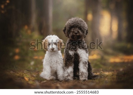 Similar – Image, Stock Photo A beautiful water dog is sitting in the meadow while it is looking at the camera. Its owner is petting it. It is sticking out its tongue and it looks happy.