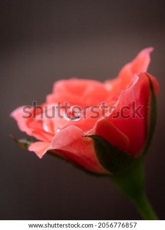 Similar – Image, Stock Photo Raindrops on the rose
