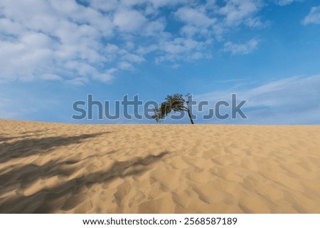 Similar – Image, Stock Photo Dune against blue sky Sand