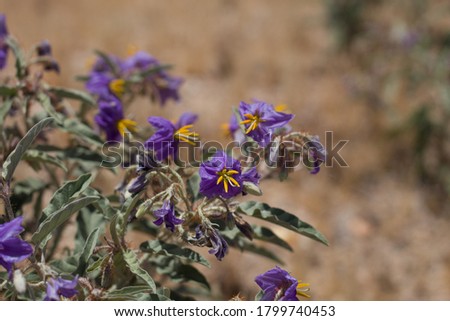 Shutterstock Puzzlepix