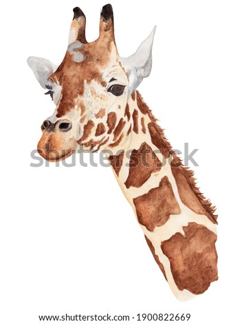 Watercolor illustration. Portrait of a giraffe. Safari. Artiodactyl mammal. Isolated on a white background.