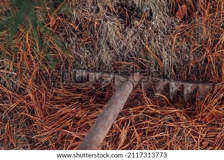 Closeup of process of raking dry pine needles with help of old rake. Using leaves as eco-friendly organic fertilizer or mulch. Cleaning territory of country house yard.  Stock fotó © 