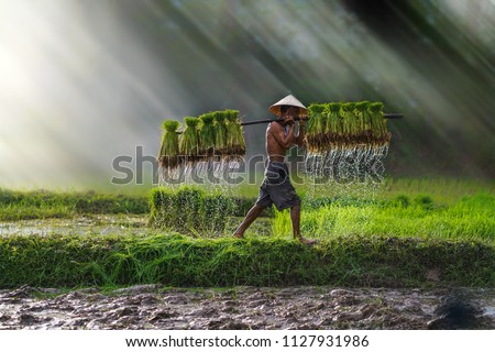 Similar – Foto Bild Ein vietnamesischer Reisbauer auf einem grünen Reisfeld bei der Arbeit