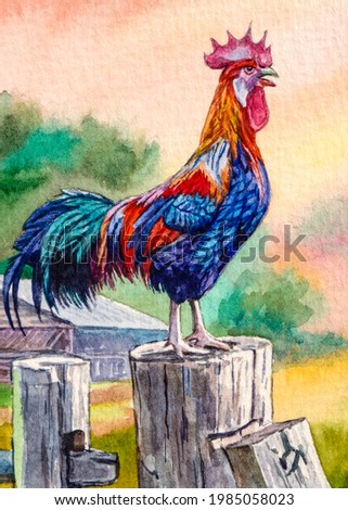 Rooster farm bird. Colored bird feathers. Good for book illustration. Country nature. Watercolor painting. Acrylic drawing art.