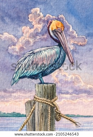 Pelican bird. Tropical wildlife animals. Watercolor painting. Acrylic drawing art. A piece of art. 