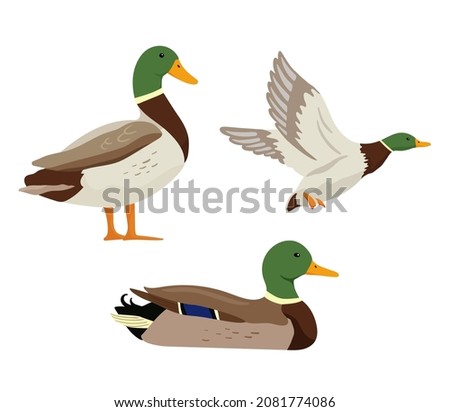 Ducks are flying on hunting. Set of flat cartoon colorful ducks with green heads. Vector illustration sweeming and standing pond birds isolated on white background.