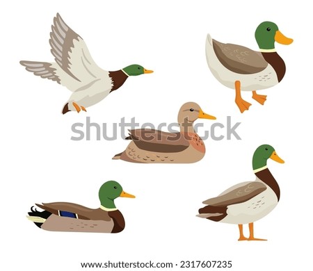 Flying and swimming ducks. Vector flat illustrations pond bird isolated on white. Cartoon clipart set