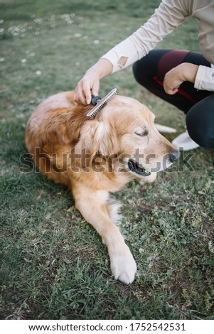 Similar – Image, Stock Photo Crop woman combing dog hair