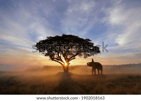 Thailand, the mahout, and elephant in the  ricefield during the sunrise landscape view,Silhouette elephant on the background of sunrise