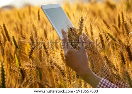 Farmer Hand holding the cereal. Young Asian agronomist standing in Beauty golden ripe wheat field in sunset. Using digital tablet. Modern internet communication quality checking survey technologies.