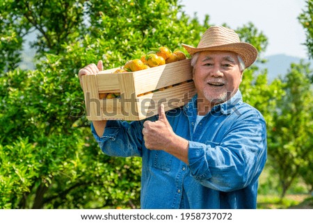 Happy Asian senior man farmer carry wooden box working in organic orange orchard with happiness. Elderly male farm owner harvesting ripe orange in garden. Agriculture product industry business concept