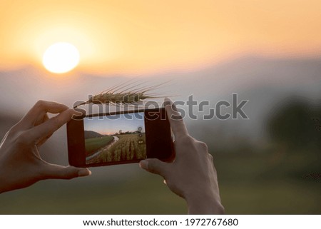 Romantic woman walking and smartphone camera shooting in golden fields of barley. Photo of glad girl enjoying life in wheat field. Girl free on spring day. Joy life day in nature concept.