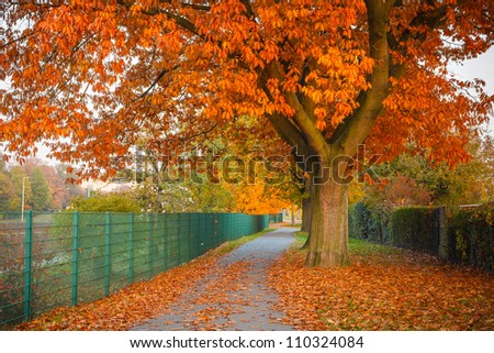 Image of the red autumn oak tree