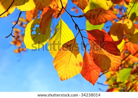 Multicolored autumn leaves over blue sky background