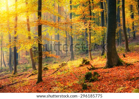 Colorful and foggy autumn forest