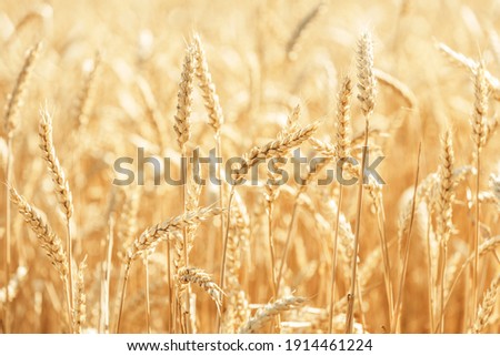 Wheat Rye Field, Ears of wheat close up. Harvest and harvesting concept. Ripe barley on the field on late summer morning time, sunrise backlight, shallow depth of the field
