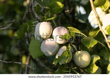 Similar – Image, Stock Photo Ripe yellow plums hanging from the tree.