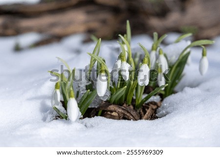 Similar – Foto Bild Ein Schneeglöckchen, eine weiße Christrose und ein lilafarbener Krokus liegen auf Holz