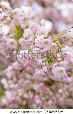 Similar – Image, Stock Photo Cherry blossom against blurred background
