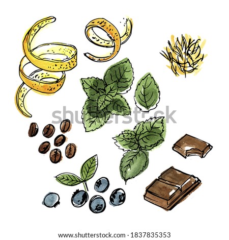 Spice. Orange zest, mint, chocolate, coffee, blueberries. Vector sketch of food in ink on a white background.