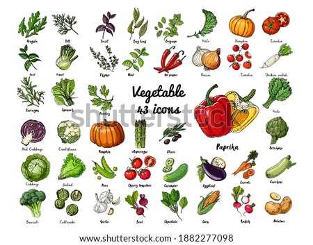 Vector colored food icons Vegetables. Farm products, herbs and spices, salad, pumpkin, tomatoes, peppers