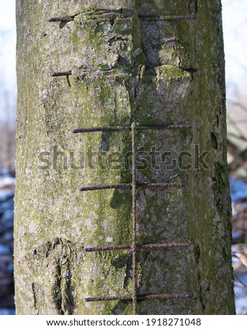 Similar – Image, Stock Photo Ingrown bark Wood