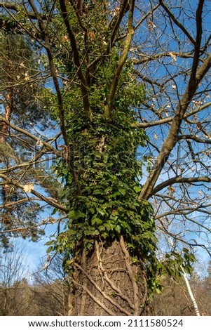 Common Ivy (Hedera helix) clinging on a tree trunk in the forest. The plant is also known as English or European ivy.