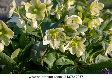 Similar – Image, Stock Photo Christmas rose, Helleborus niger; flower