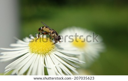 Cute bee pollinating