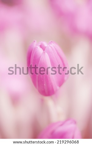 Tulips  in soft color on pastel tones and vintage colors and blur style for background.