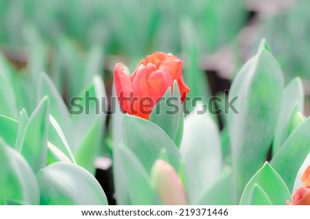 Tulips  in soft color  and vintage colors and blur style for background.